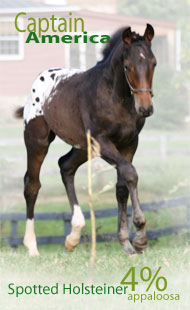 only 4% appaloosa blood!